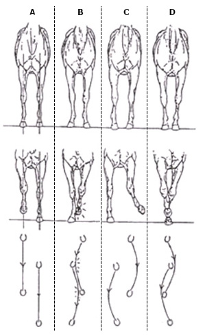 illustration of front legs from four horses showing how they moved based on their structure.